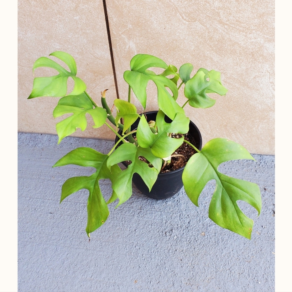 Rhaphidophora Tetrasperma | 4" pot